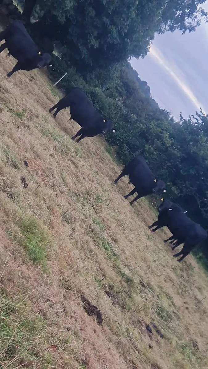 Aax bulls - Image 3