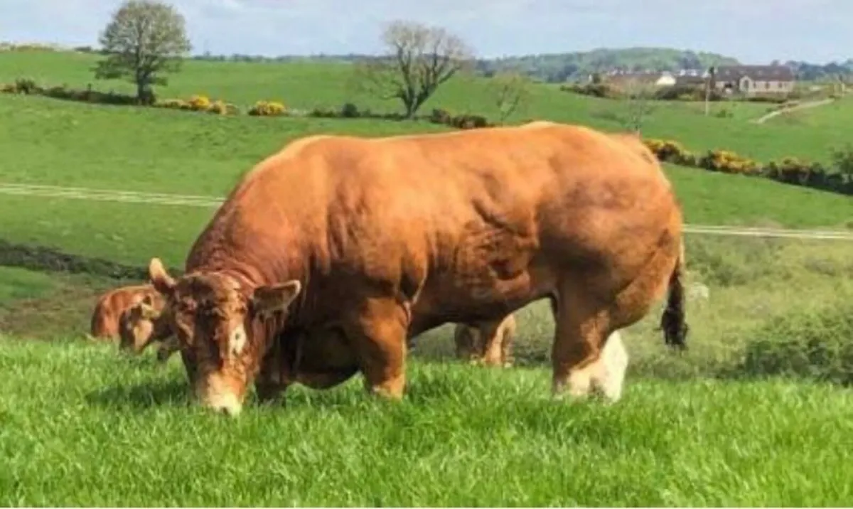 Pedigree Limousin Bulls - Image 4