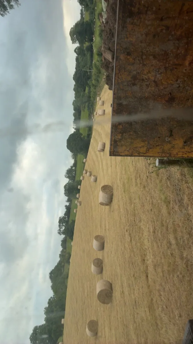 Quality hay in field - Image 3