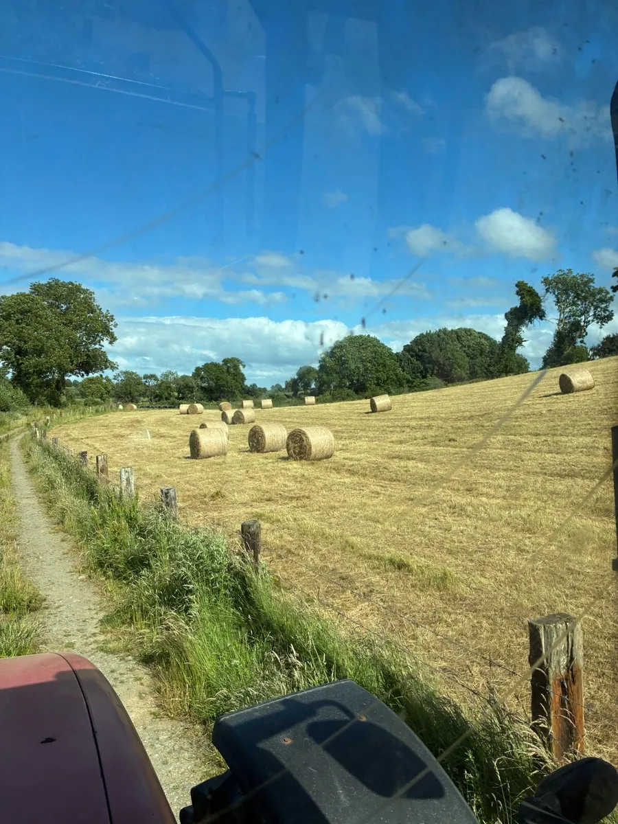 Quality hay in field - Image 1