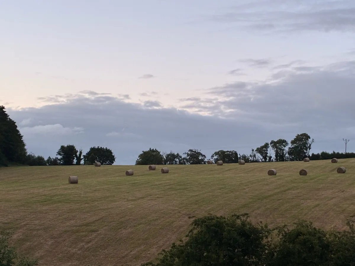 Quality hay in field - Image 2