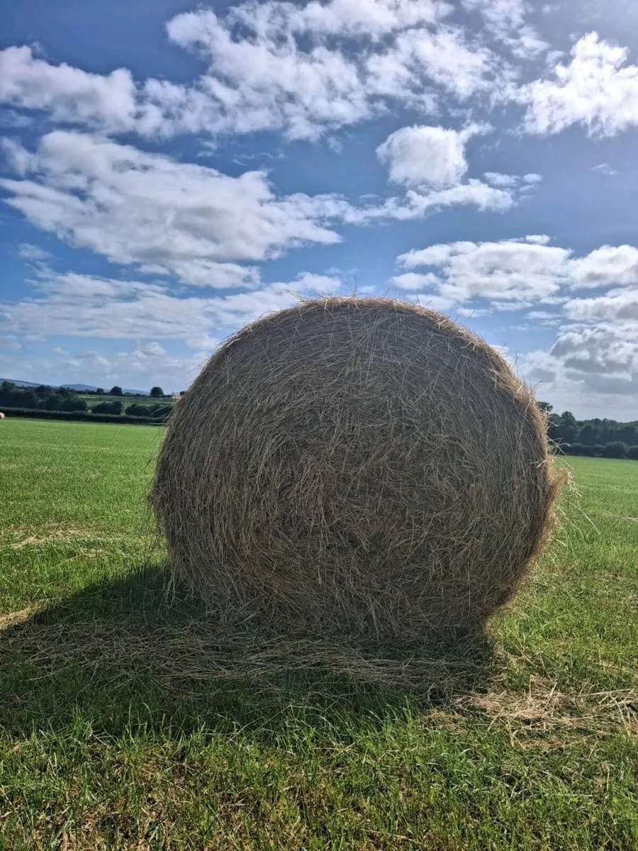Green Horse Hay - Image 1