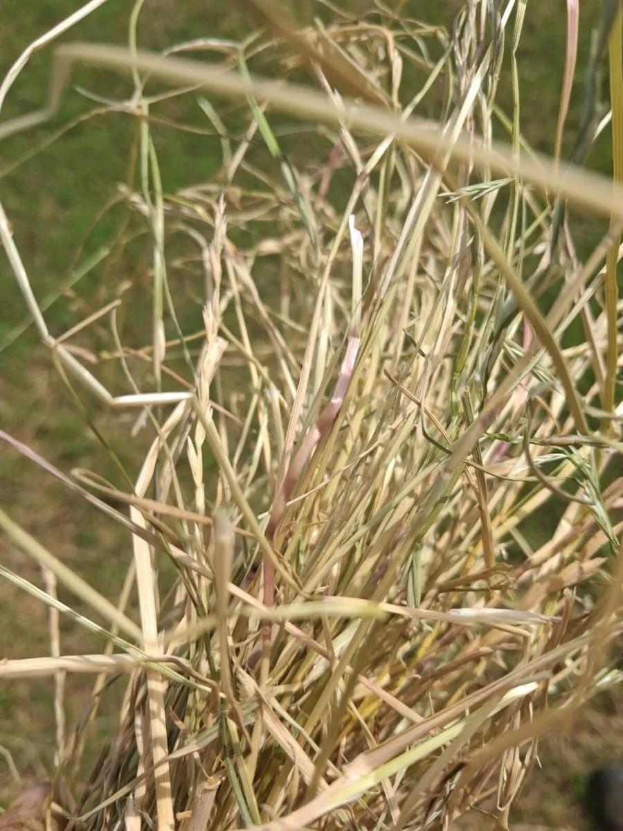 Green Horse Hay - Image 2