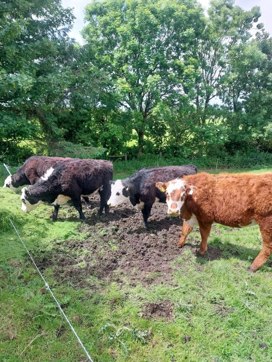 Heifers - Image 1
