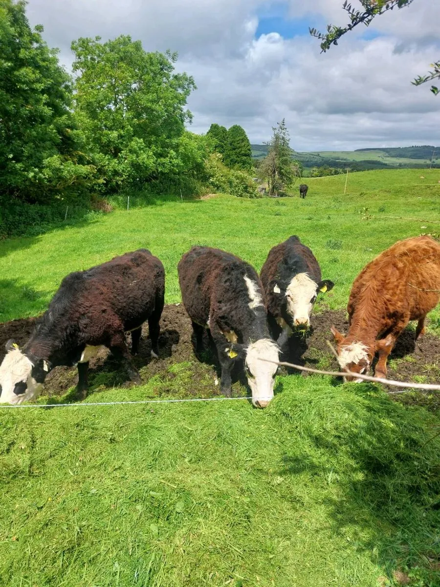 Heifers - Image 2
