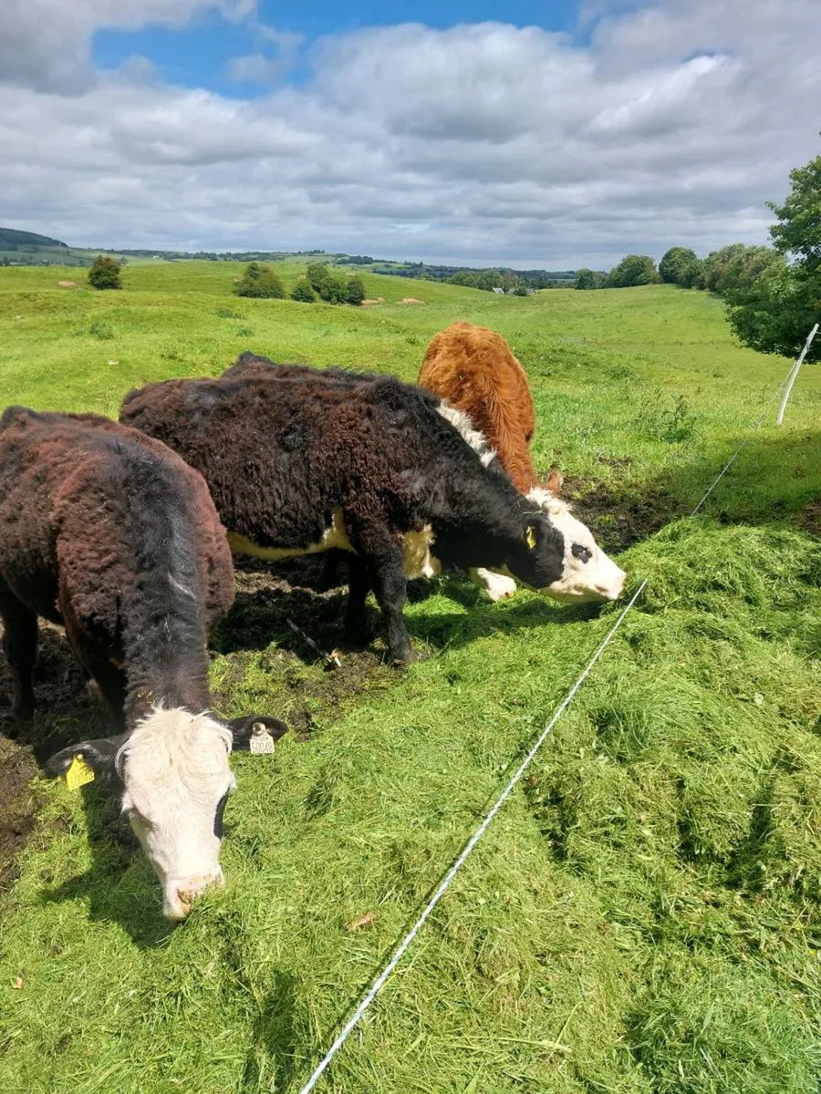 Heifers - Image 3