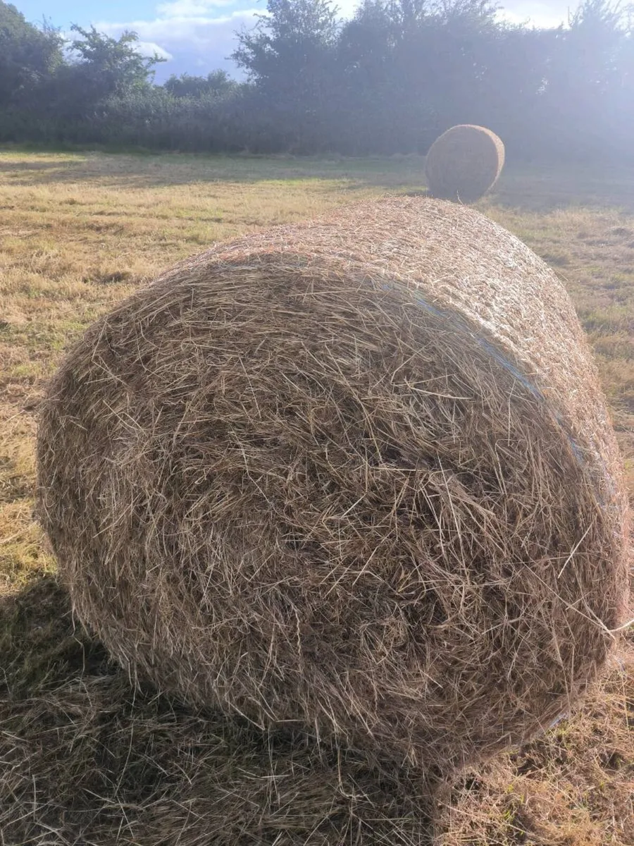 Hay - Image 2