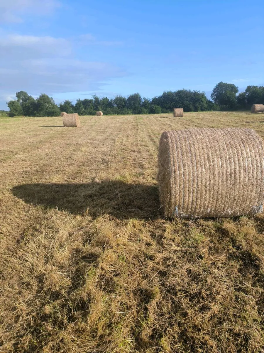 Hay - Image 3