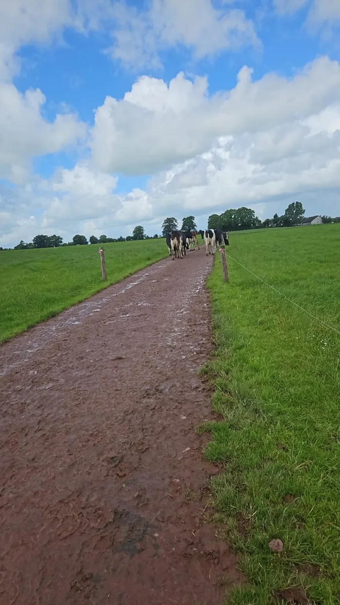 Seeking Farm lease or partnership West Limerick - Image 2