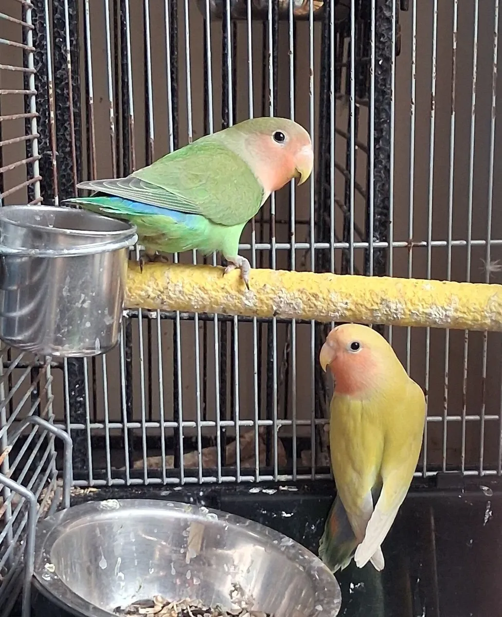 Lovebirds - Image 2