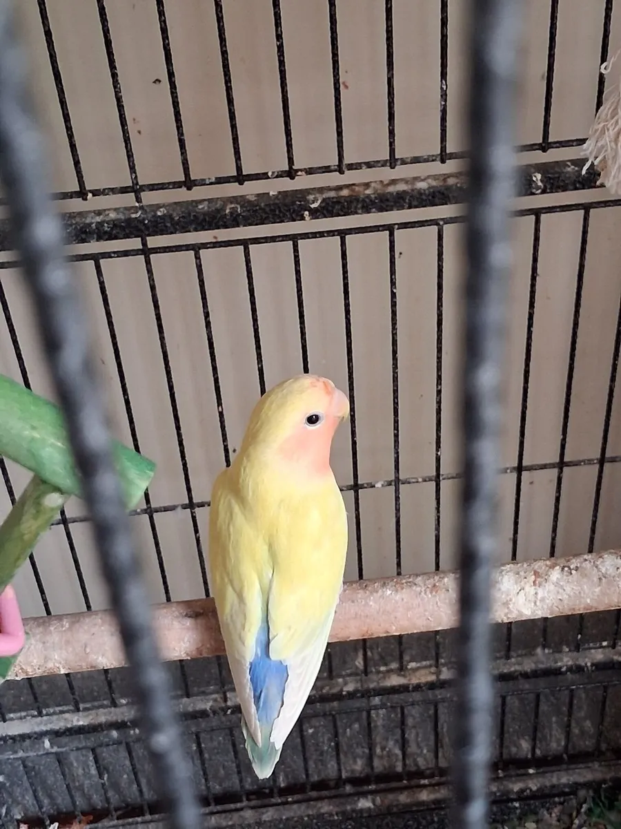 Lovebirds - Image 3