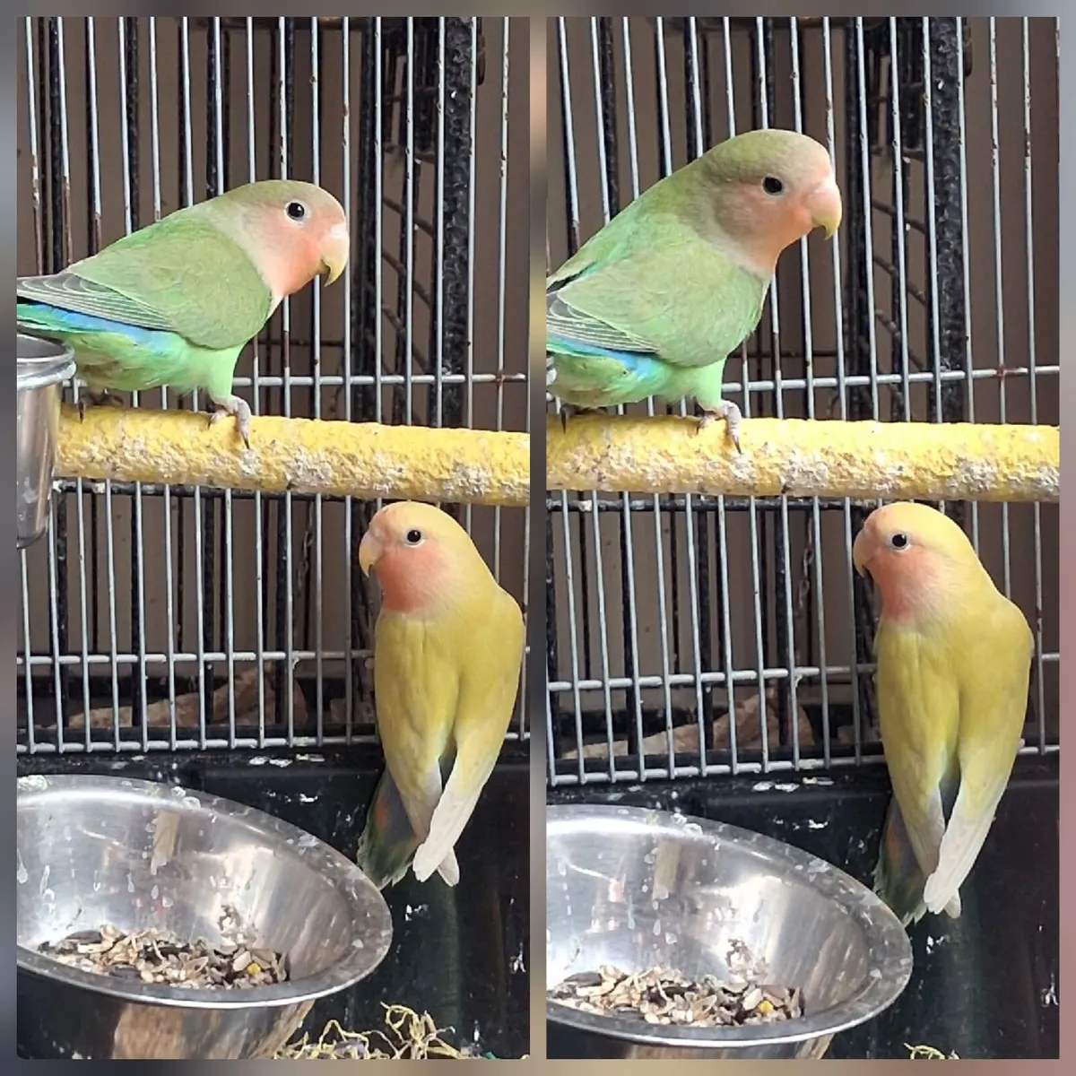 Lovebirds - Image 1