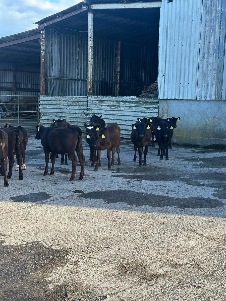 🌟15 super Angus heifer runners 🌟 - Image 4