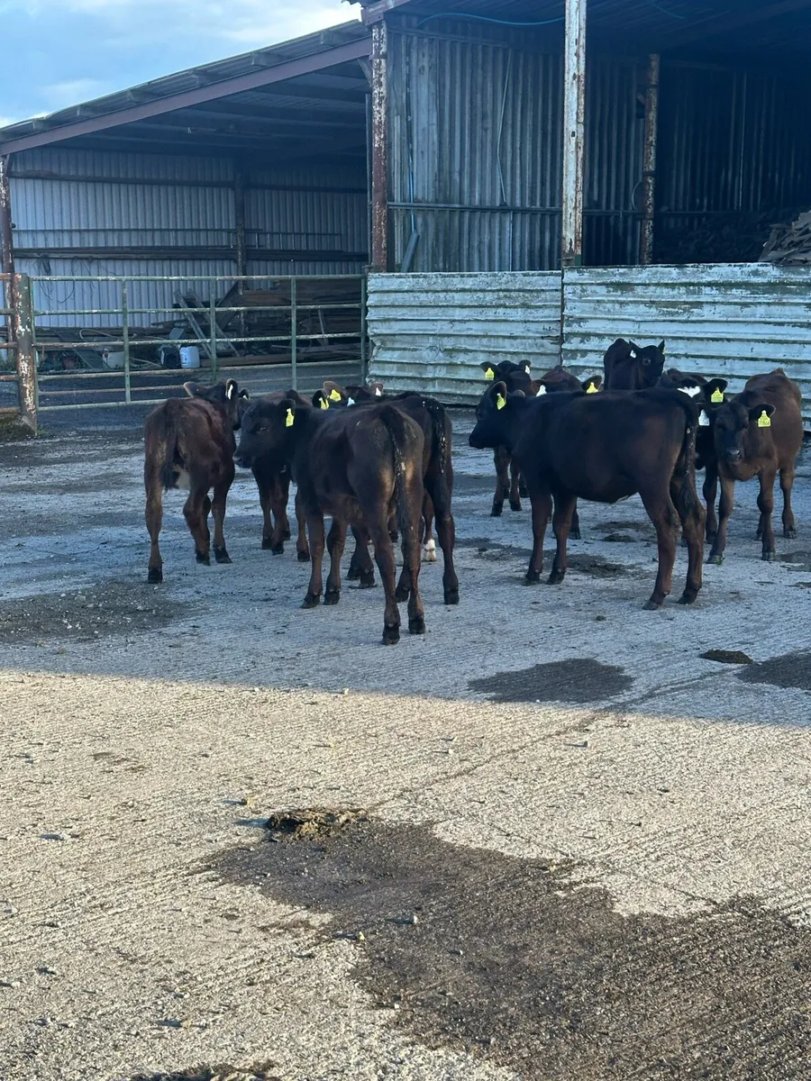 🌟15 super Angus heifer runners 🌟 - Image 2