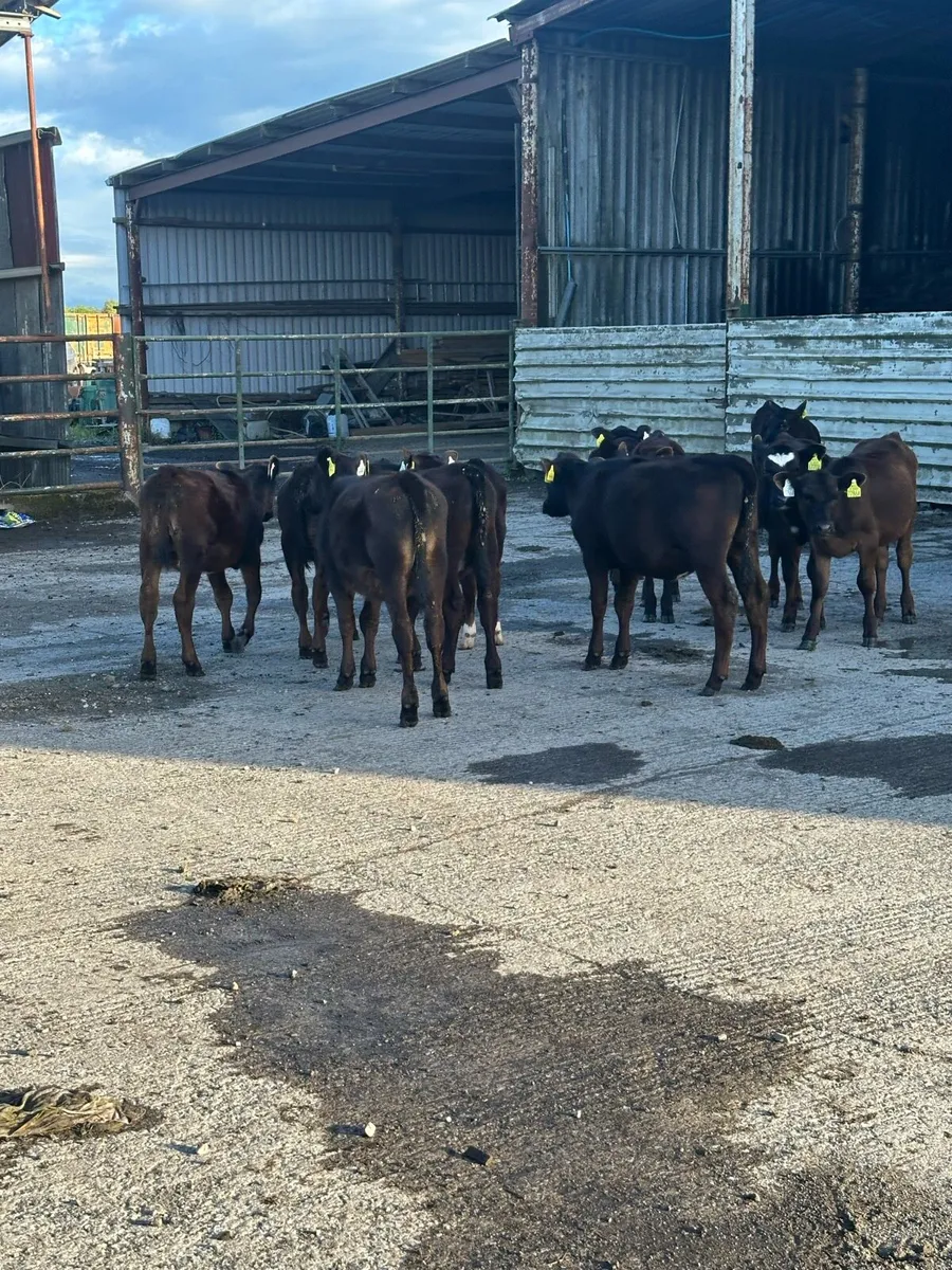 🌟15 super Angus heifer runners 🌟 - Image 3