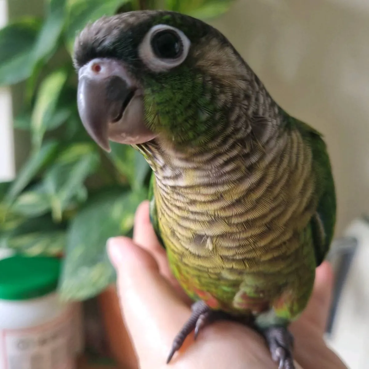Green Cheek Conures (Hand reared) - Image 1