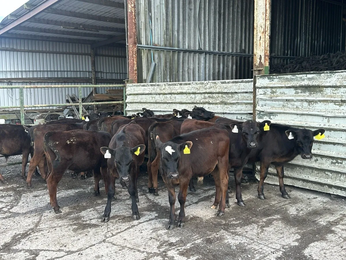 🌟20 super Angus bulls 🌟 - Image 1