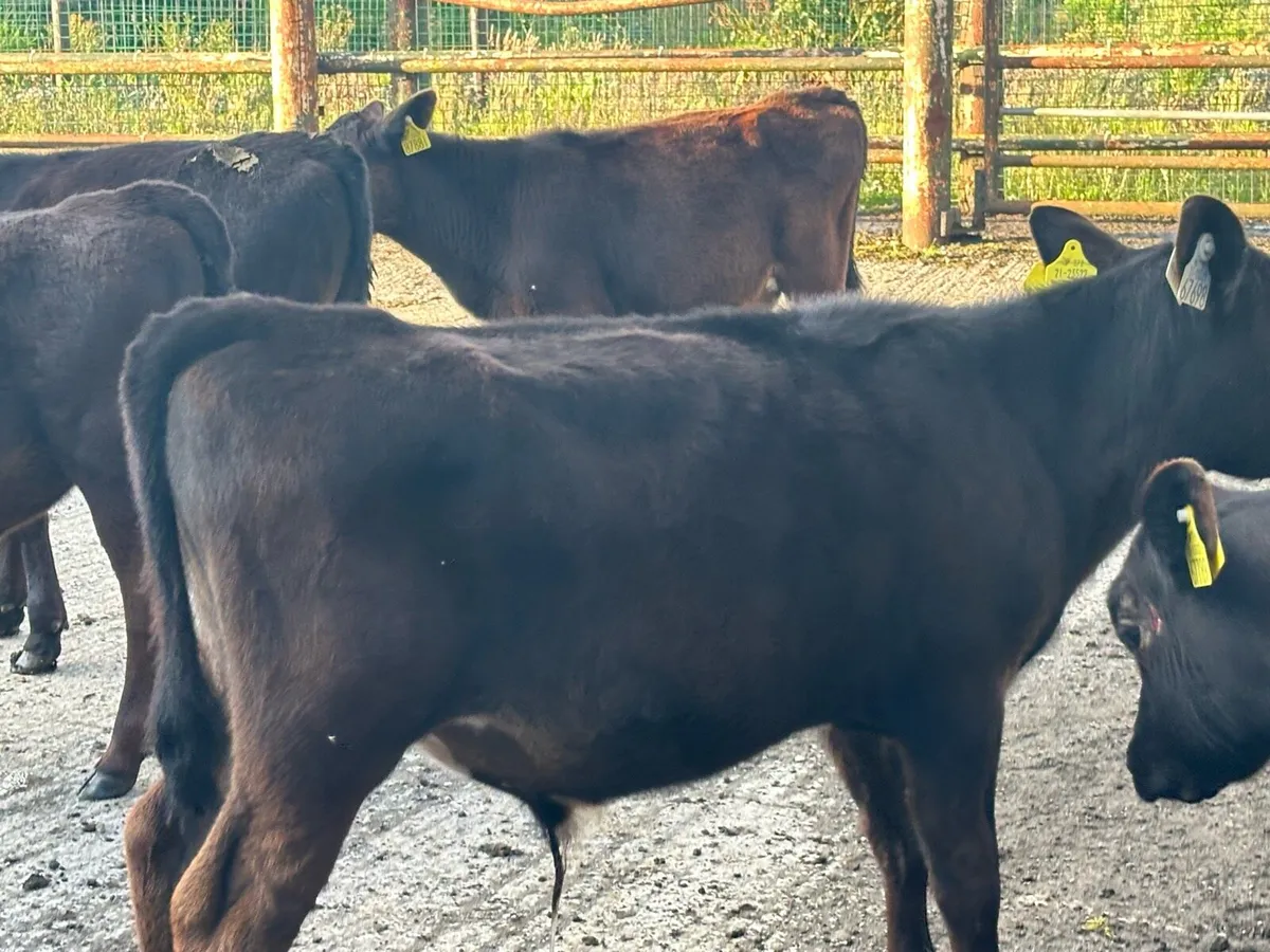 🌟20 super Angus bulls 🌟 - Image 4