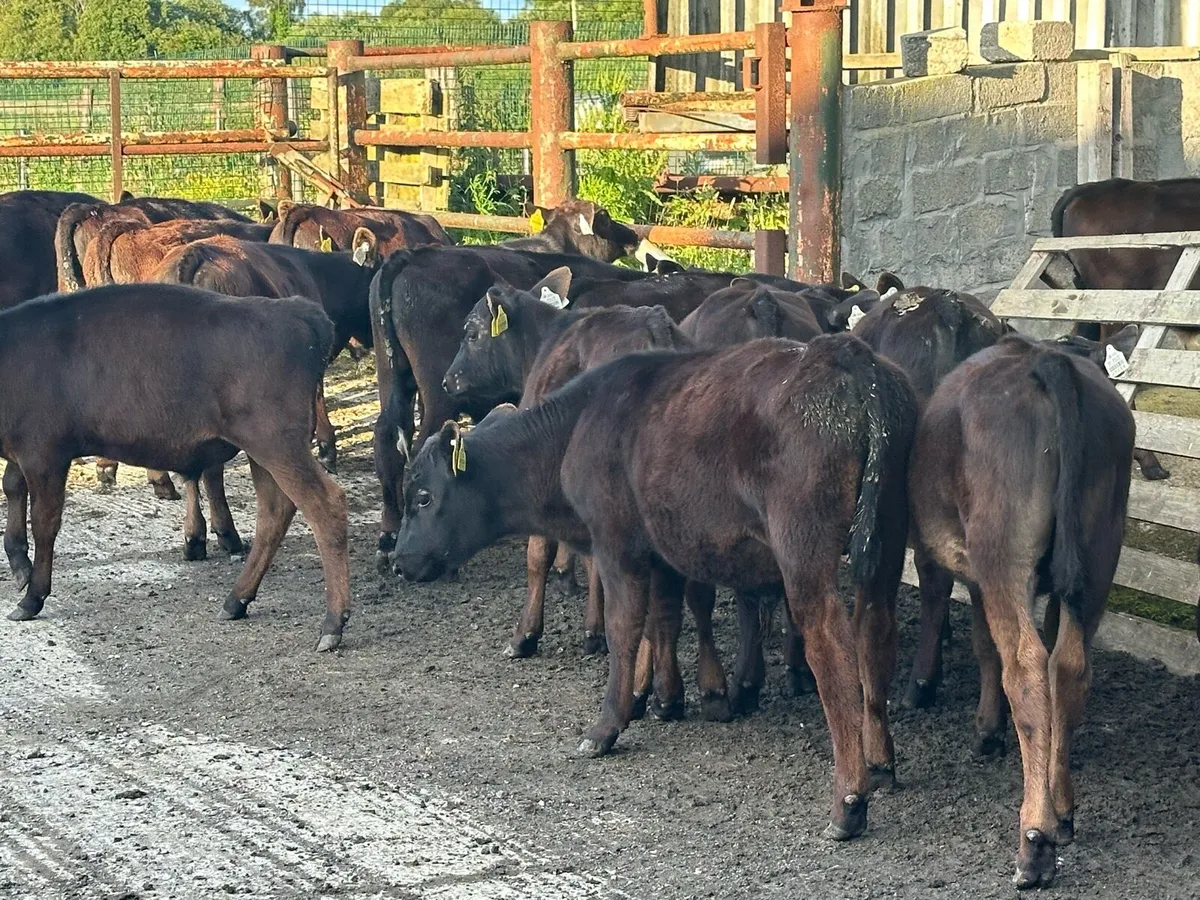 🌟20 super Angus bulls 🌟 - Image 2