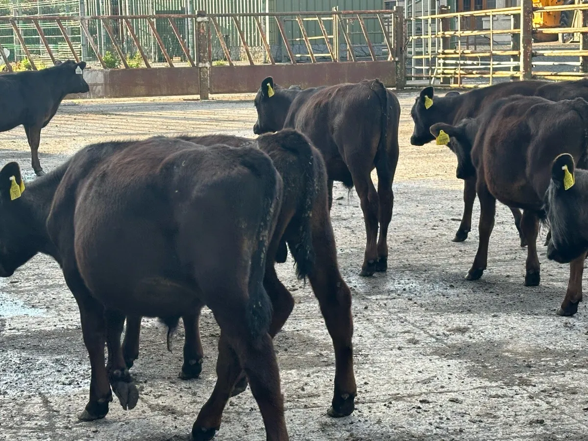 🌟20 super Angus bulls 🌟 - Image 3