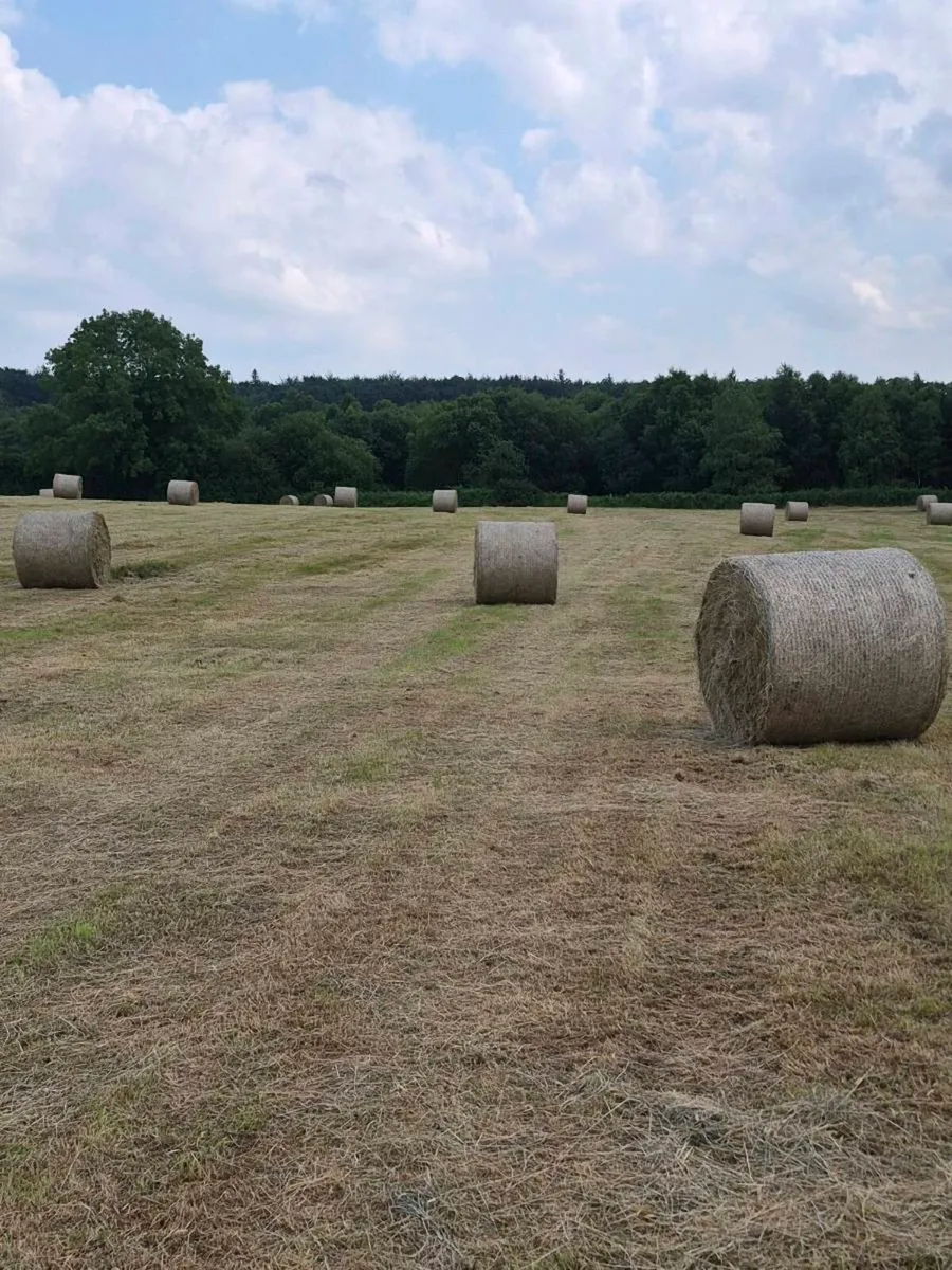 Top quality hay for sale - Image 1
