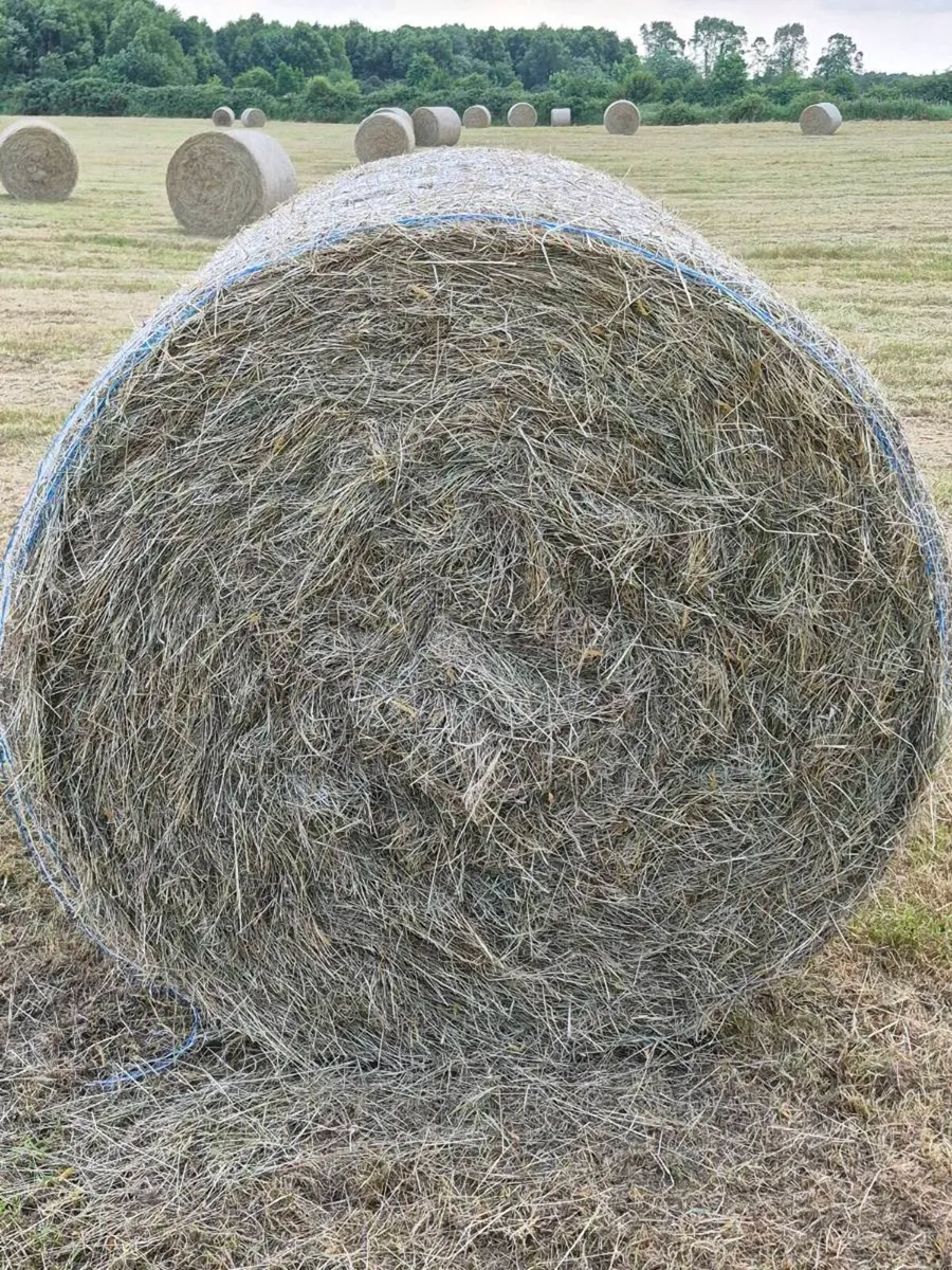 Top quality hay for sale - Image 2