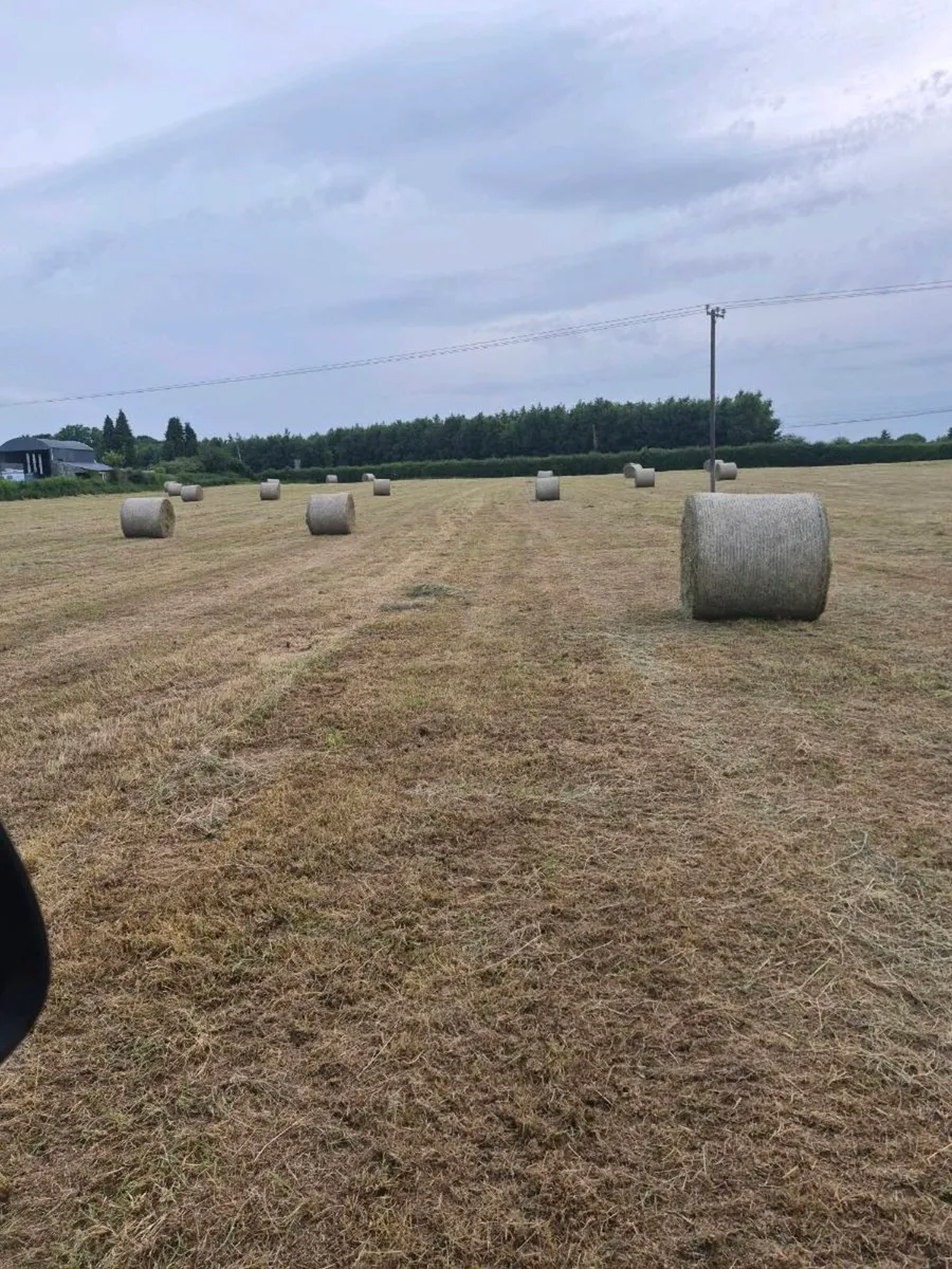 Top quality hay for sale - Image 3