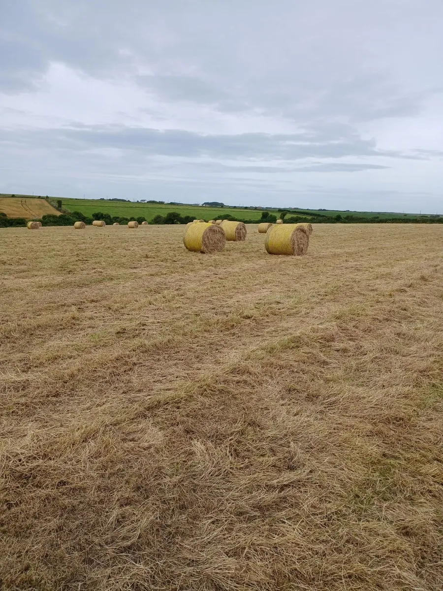 Hay and hayledge for sale - Image 3
