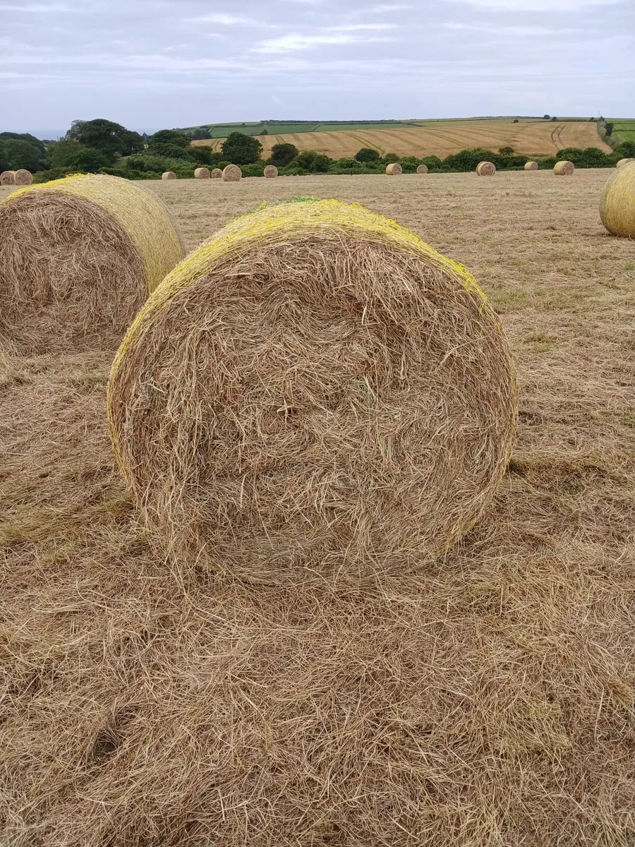 Hay and hayledge for sale - Image 1