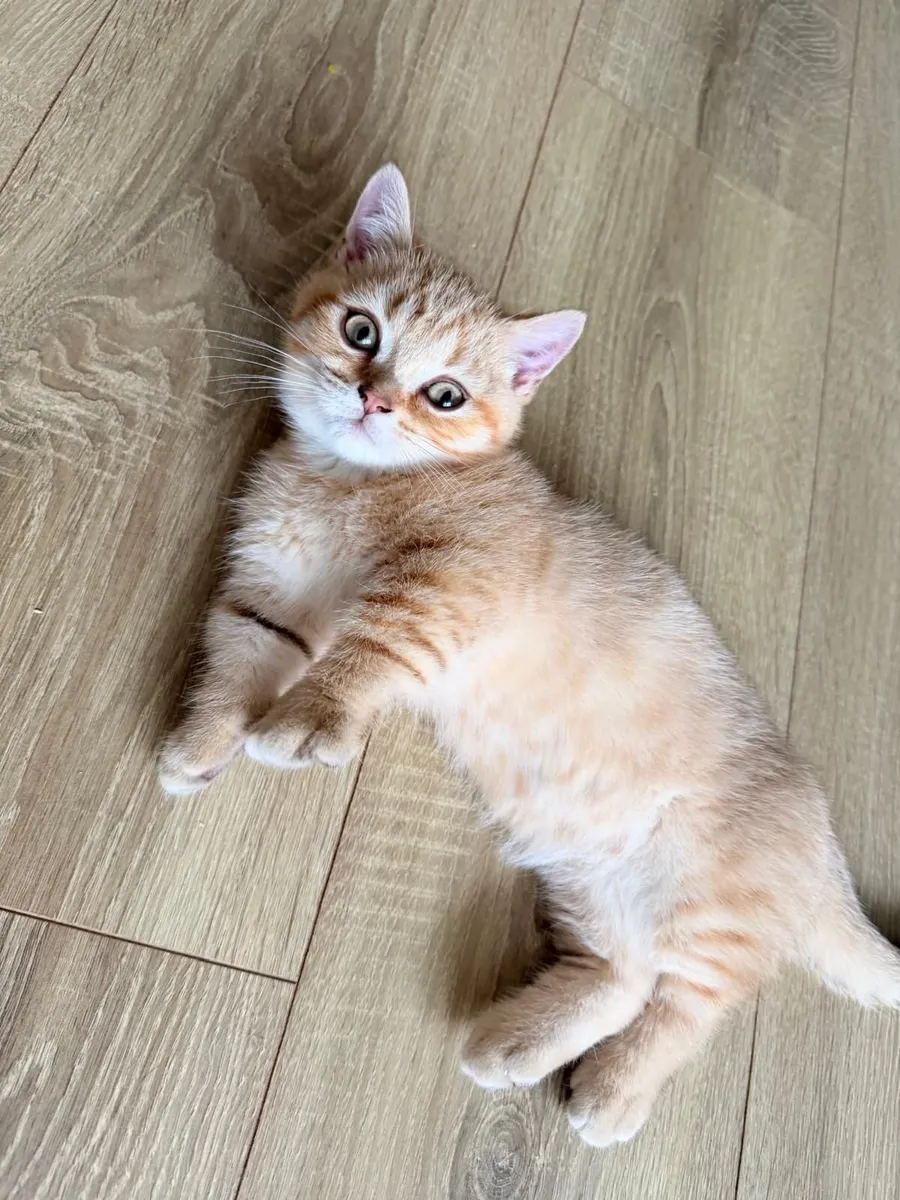 British shorthair munchkin - Image 4