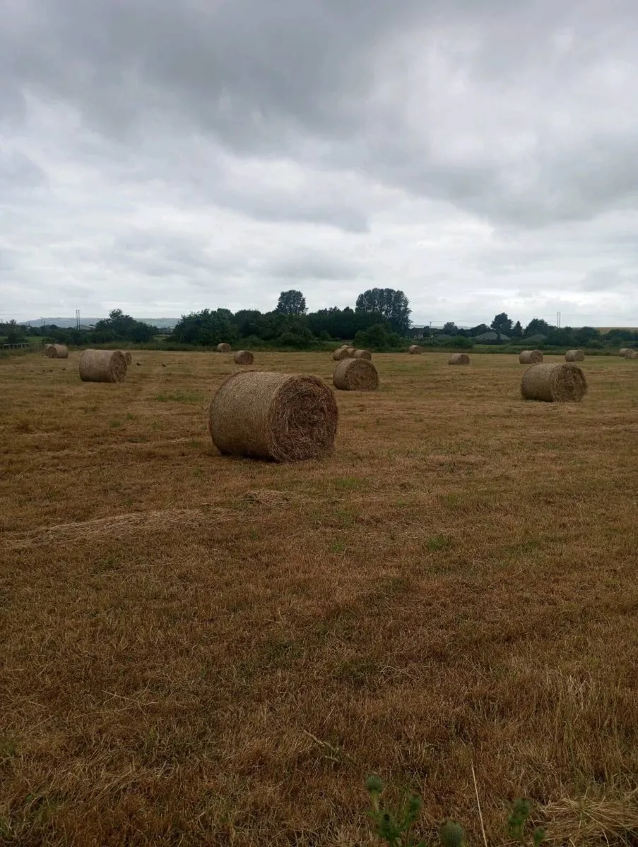Hay bales ( no sprays ,no fertilizer used)