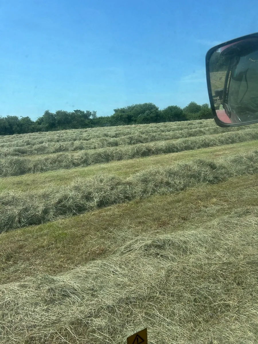 Hay - Image 1