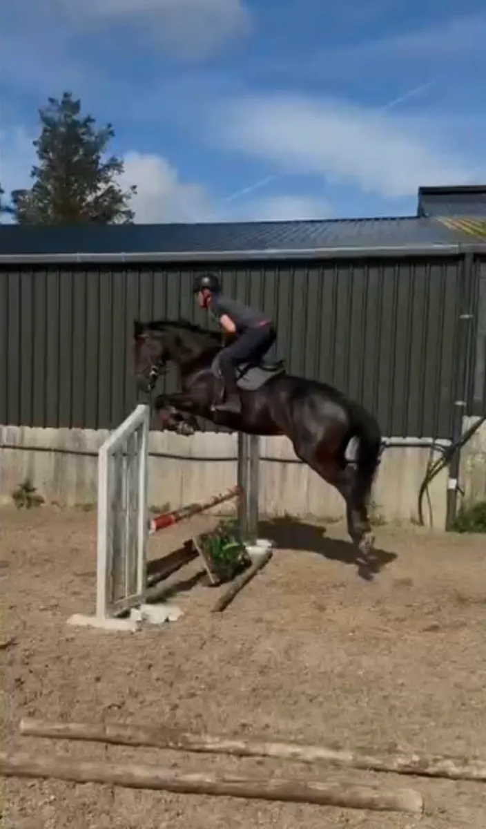 4yr old mare by Clonaslee Captain Cristo - Image 2