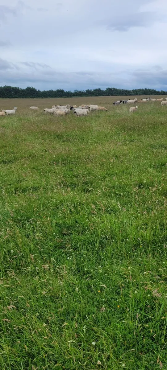 Organic lambs