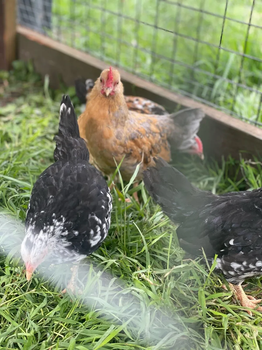 Very small bantam breed - Image 1