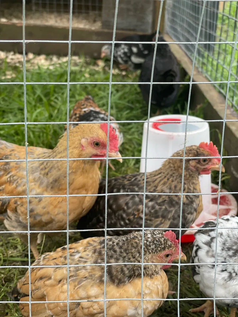 Very small bantam breed - Image 2