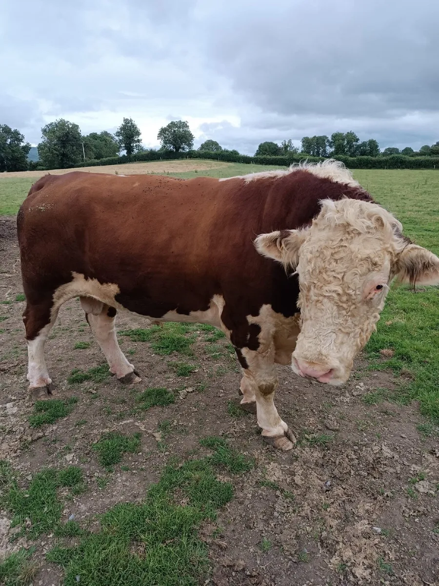 Hereford Bull - Image 1