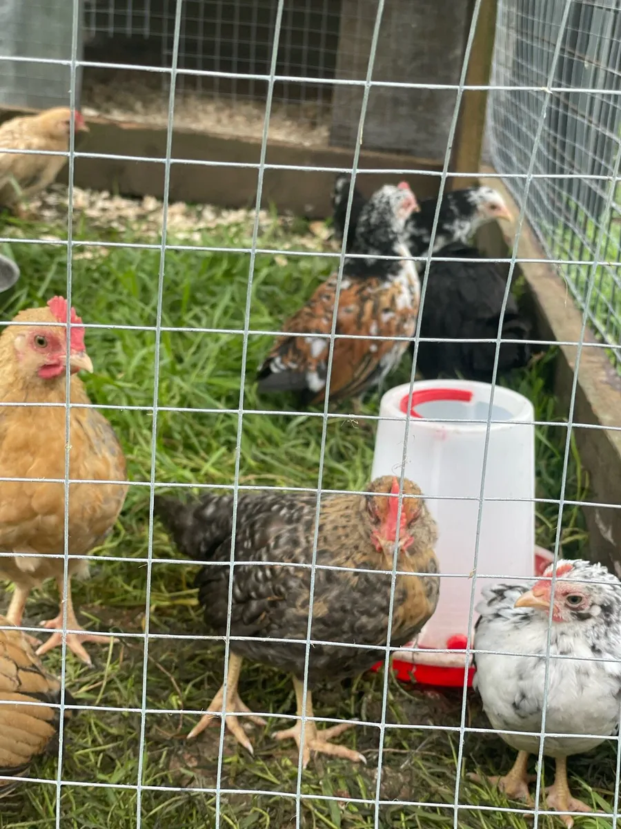 Very small bantam breed - Image 3