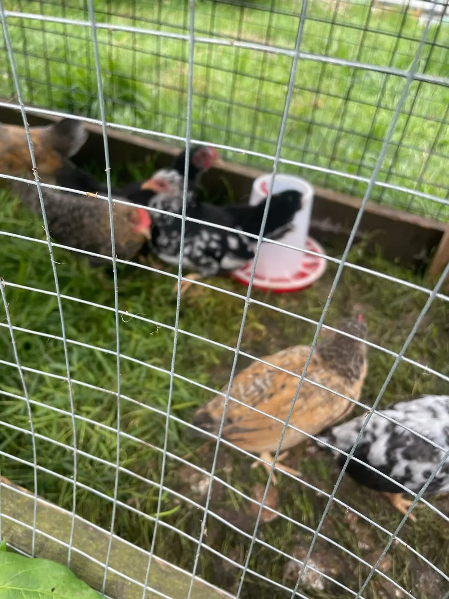 Very small bantam breed - Image 4