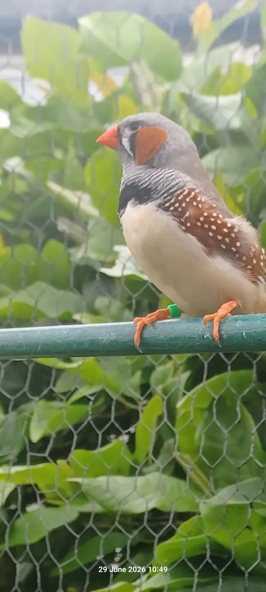 Canarys and zebra finches for sale - Image 3