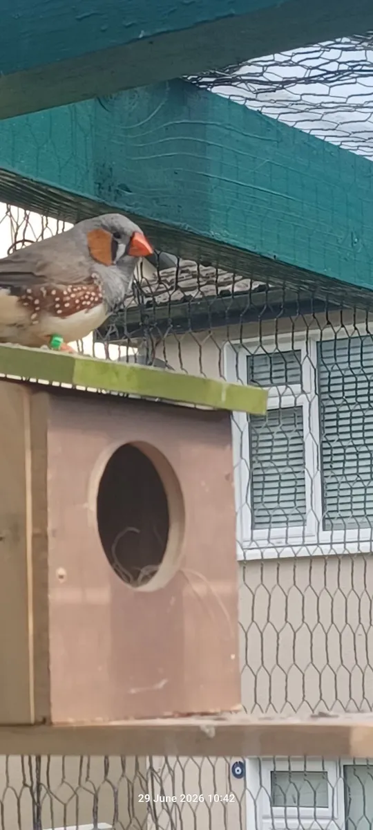 Canarys and zebra finches for sale - Image 4