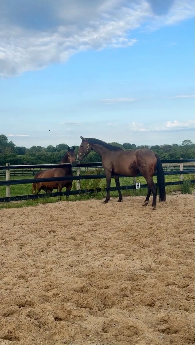 4 yo gelding - Image 1
