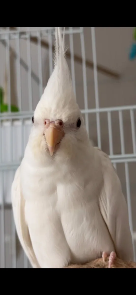 2 Cockatiels (cage, food and accessories included) - Image 2