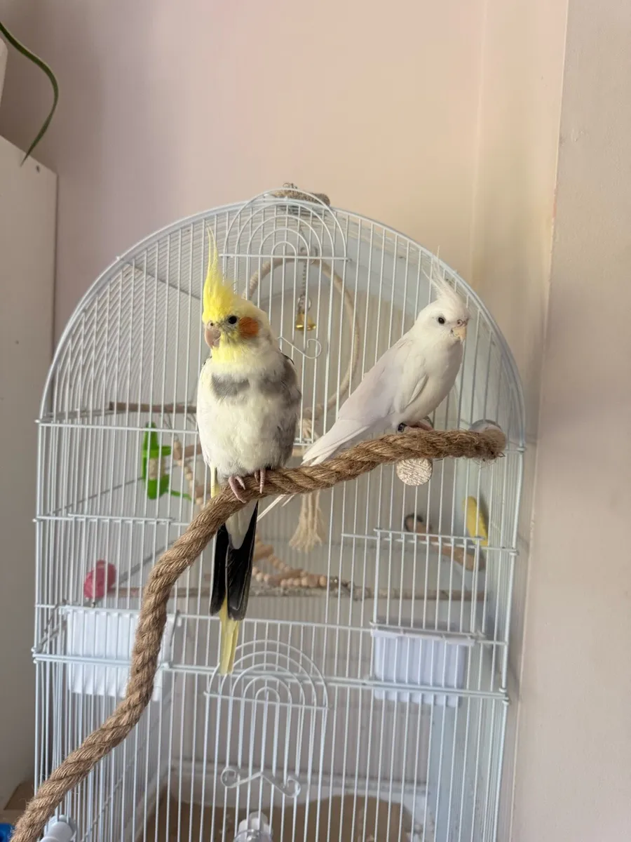 2 Cockatiels (cage, food and accessories included) - Image 1