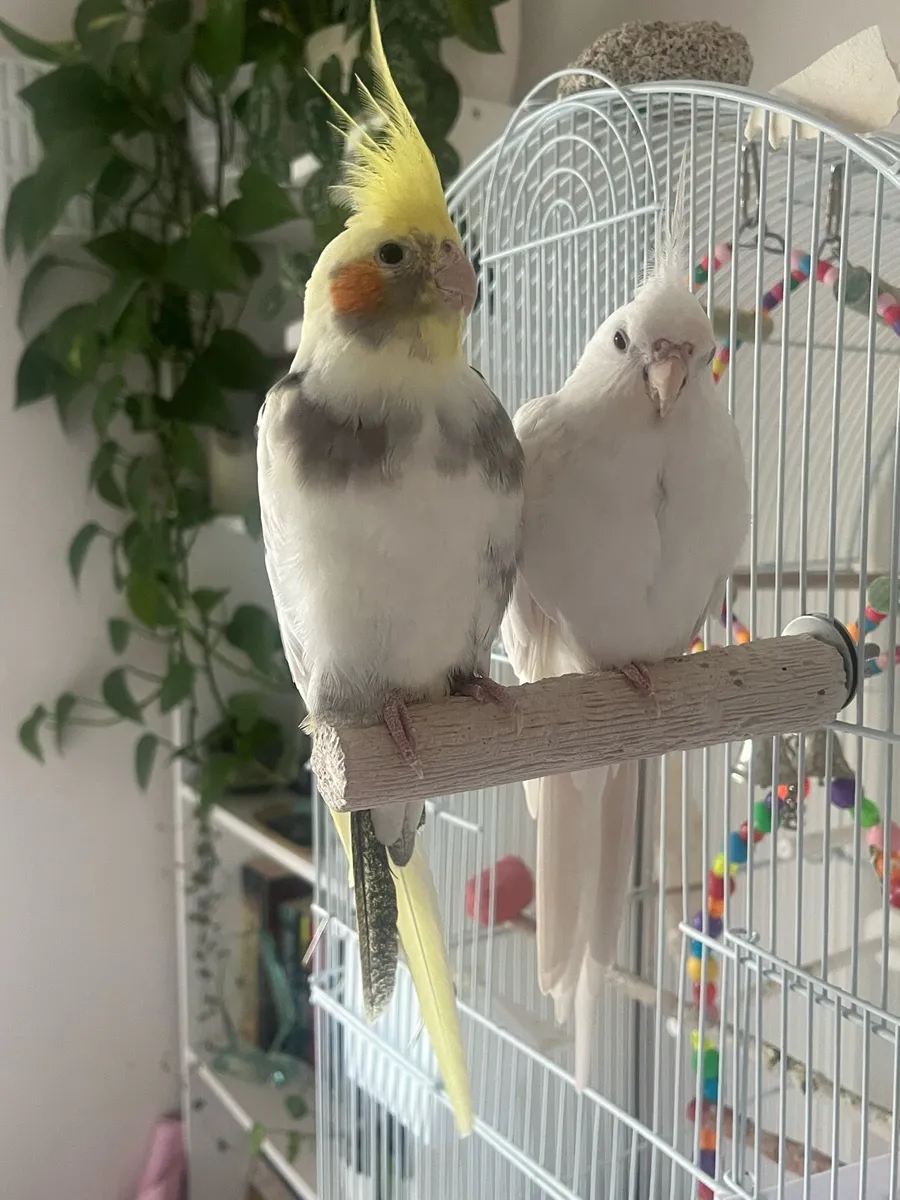2 Cockatiels (cage, food and accessories included) - Image 3