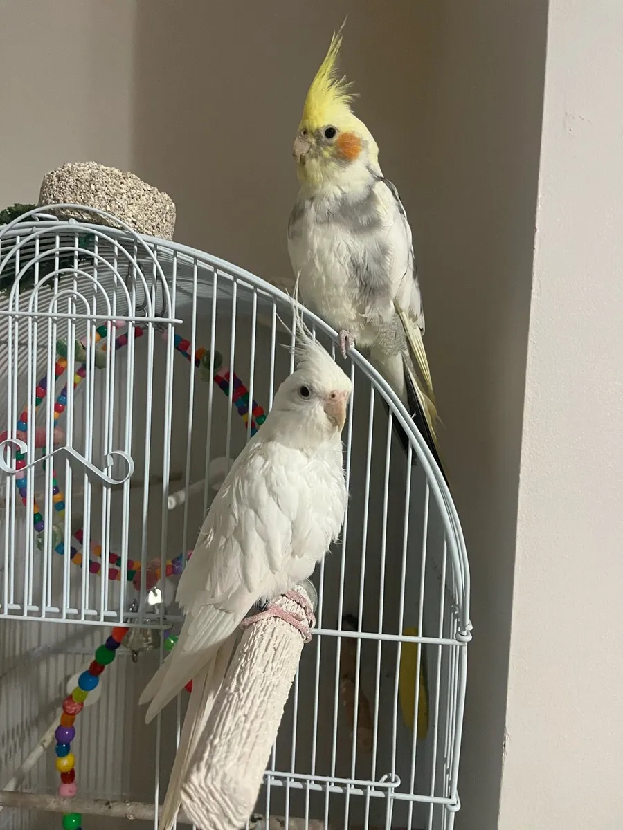 2 Cockatiels (cage, food and accessories included) - Image 4
