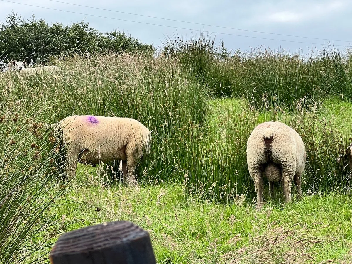 Rams - Image 2