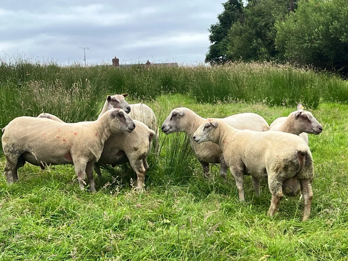 Rams - Image 4