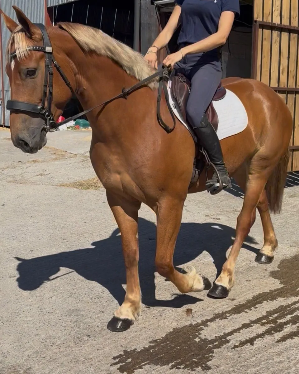 Allrounder horse - Image 1