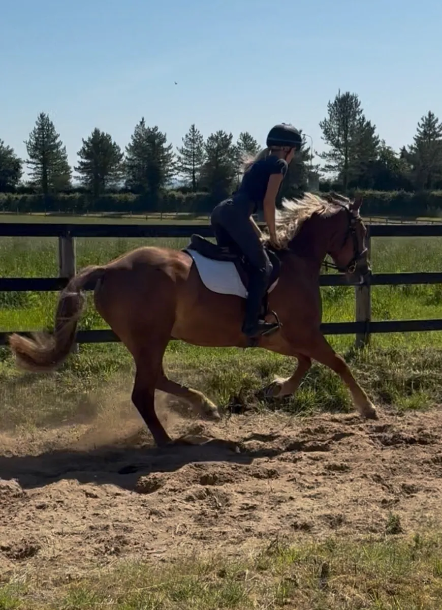 Allrounder horse - Image 2